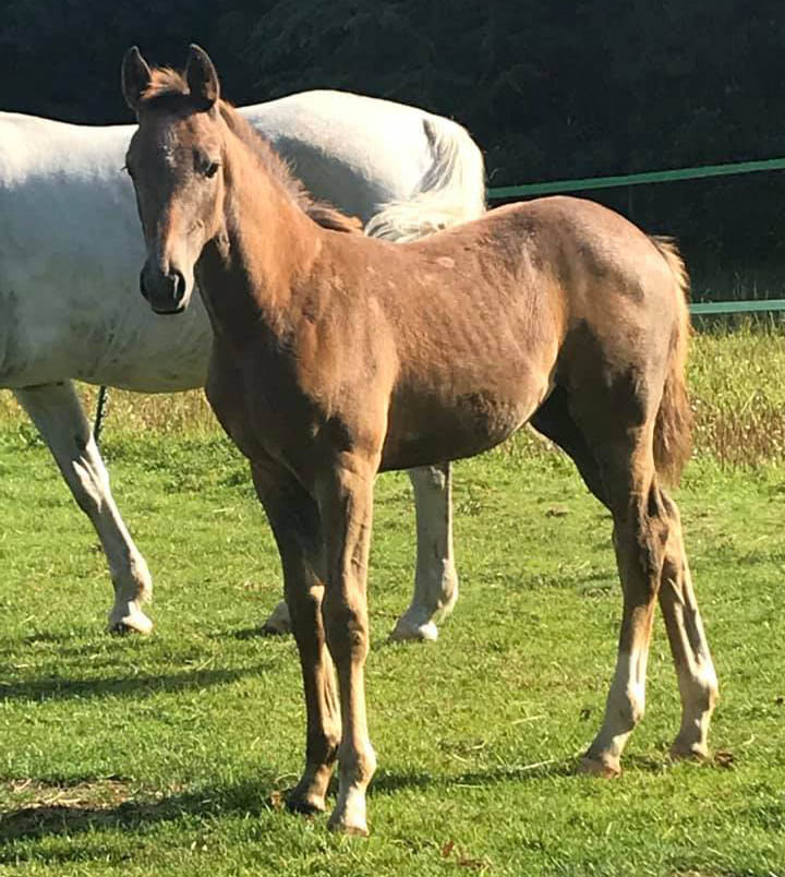 Euro Sport Horse